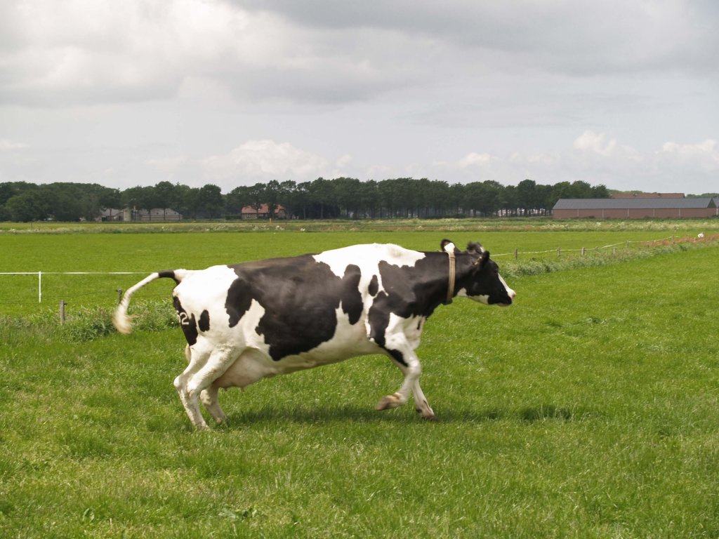 Melkveebedrijf
