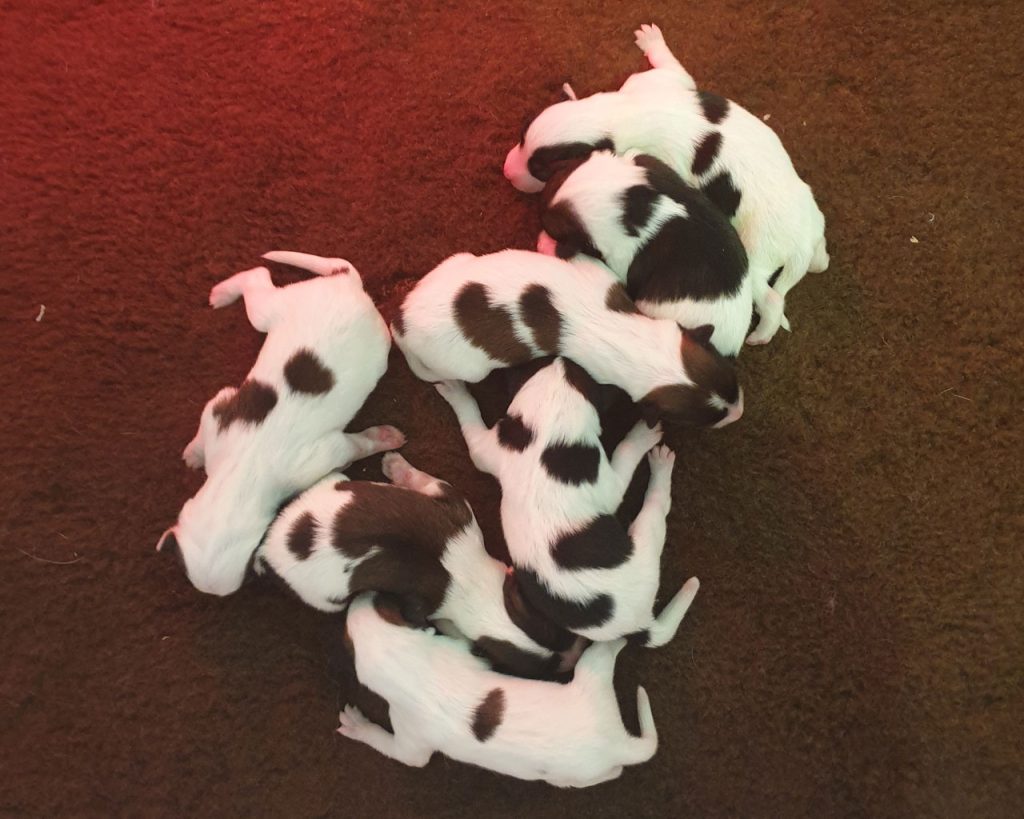 xemirapups2A