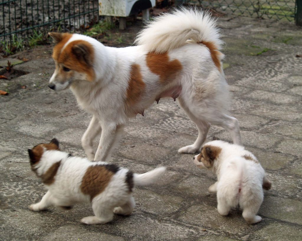 xemirapups5A