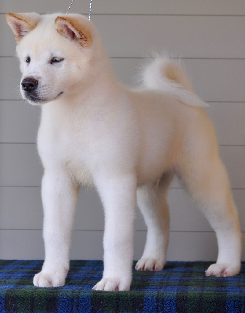 sjakiepupf1ws