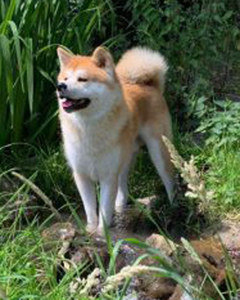 yoko ingef1ws