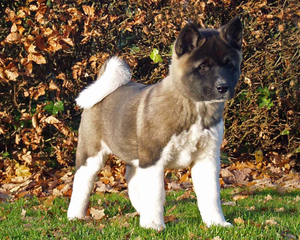 poppy10wk2020f2ws