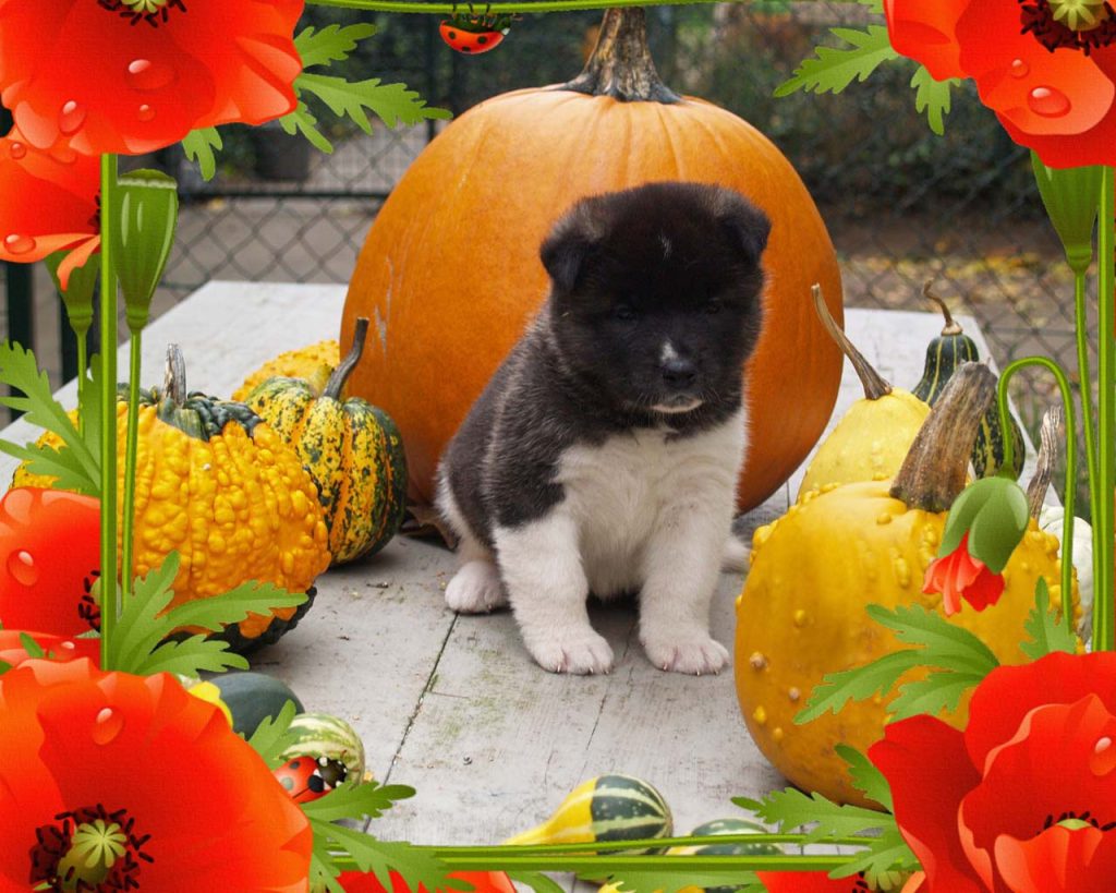poppy2020f2ws