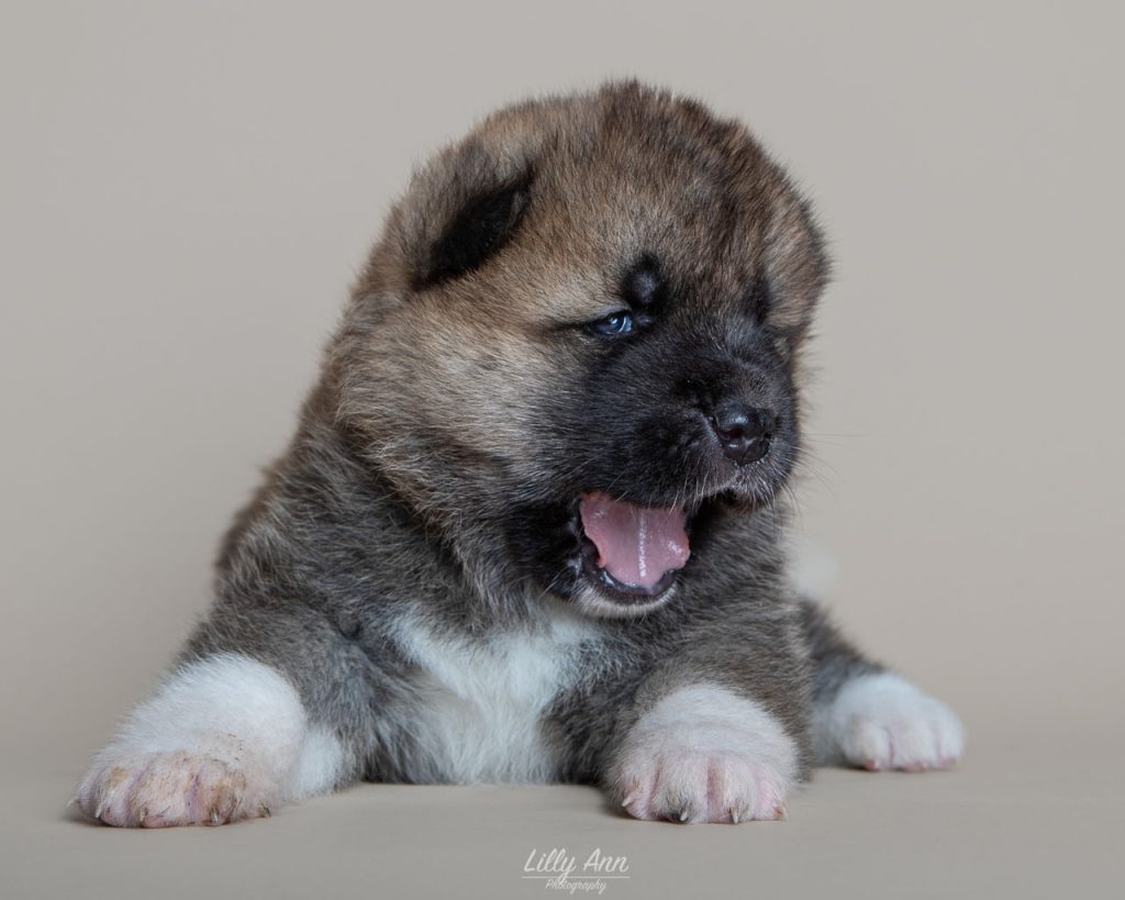 rana3wkf2ws