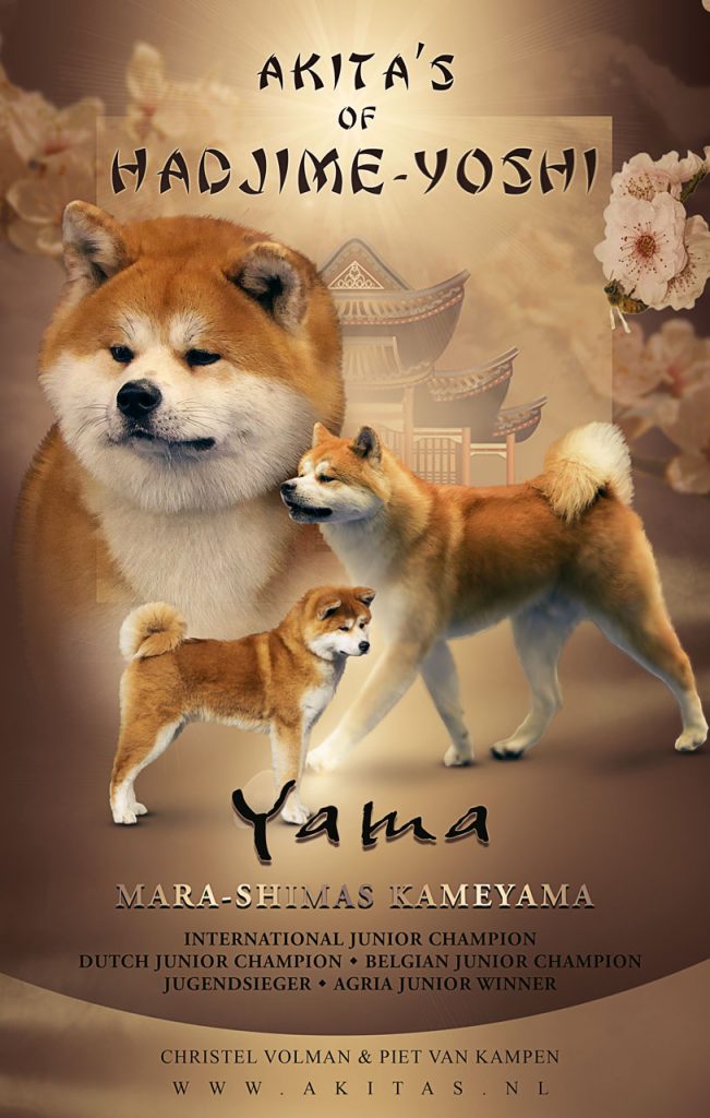 Jap Akita Yama ws