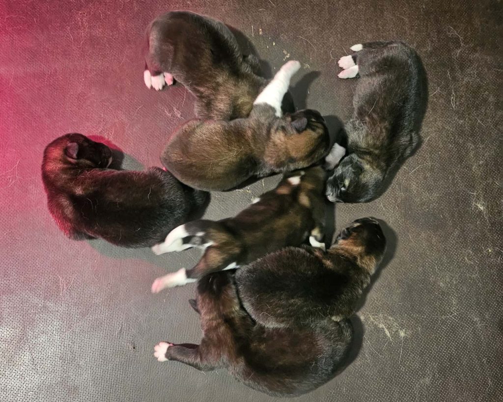 happypuppenf2ws