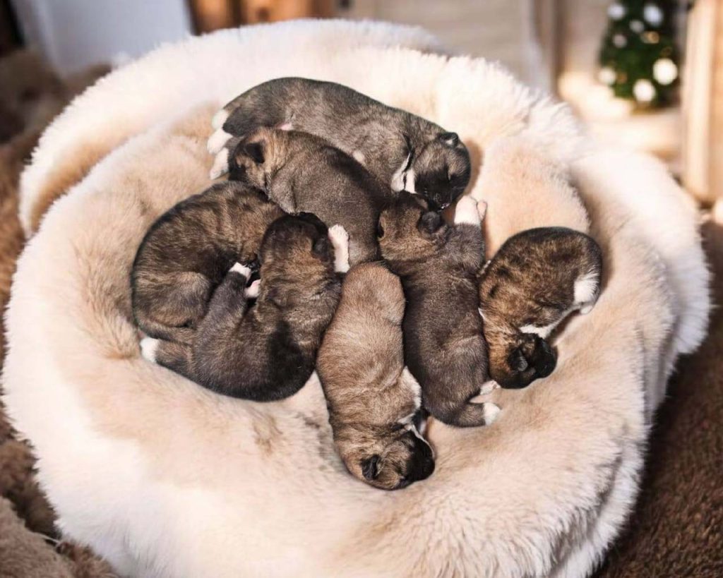 happypuppenf3ws