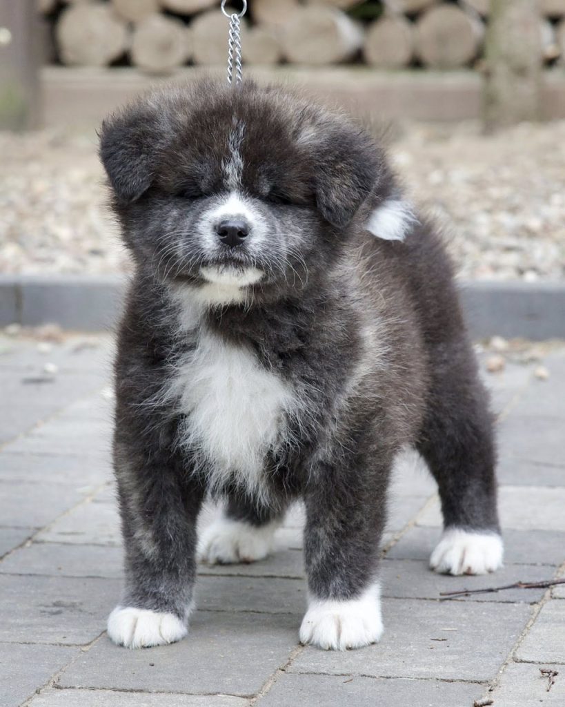 miyagipup2