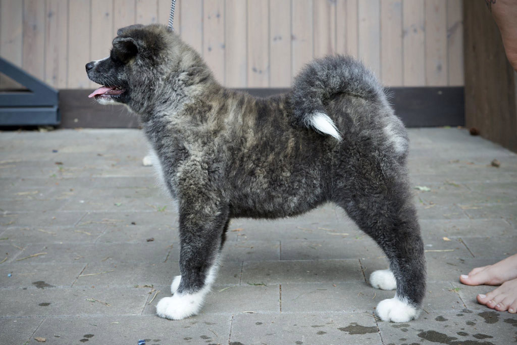 miyagipup4